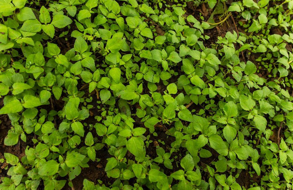 The Windflower Jungle Resort & Spa, Bandipūr Kültér fotó