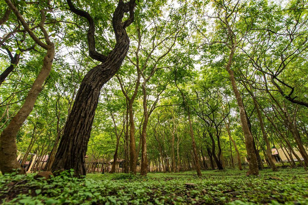 The Windflower Jungle Resort & Spa, Bandipūr Kültér fotó